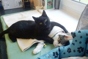 Кот работает медбратом в ветеринарной клинике